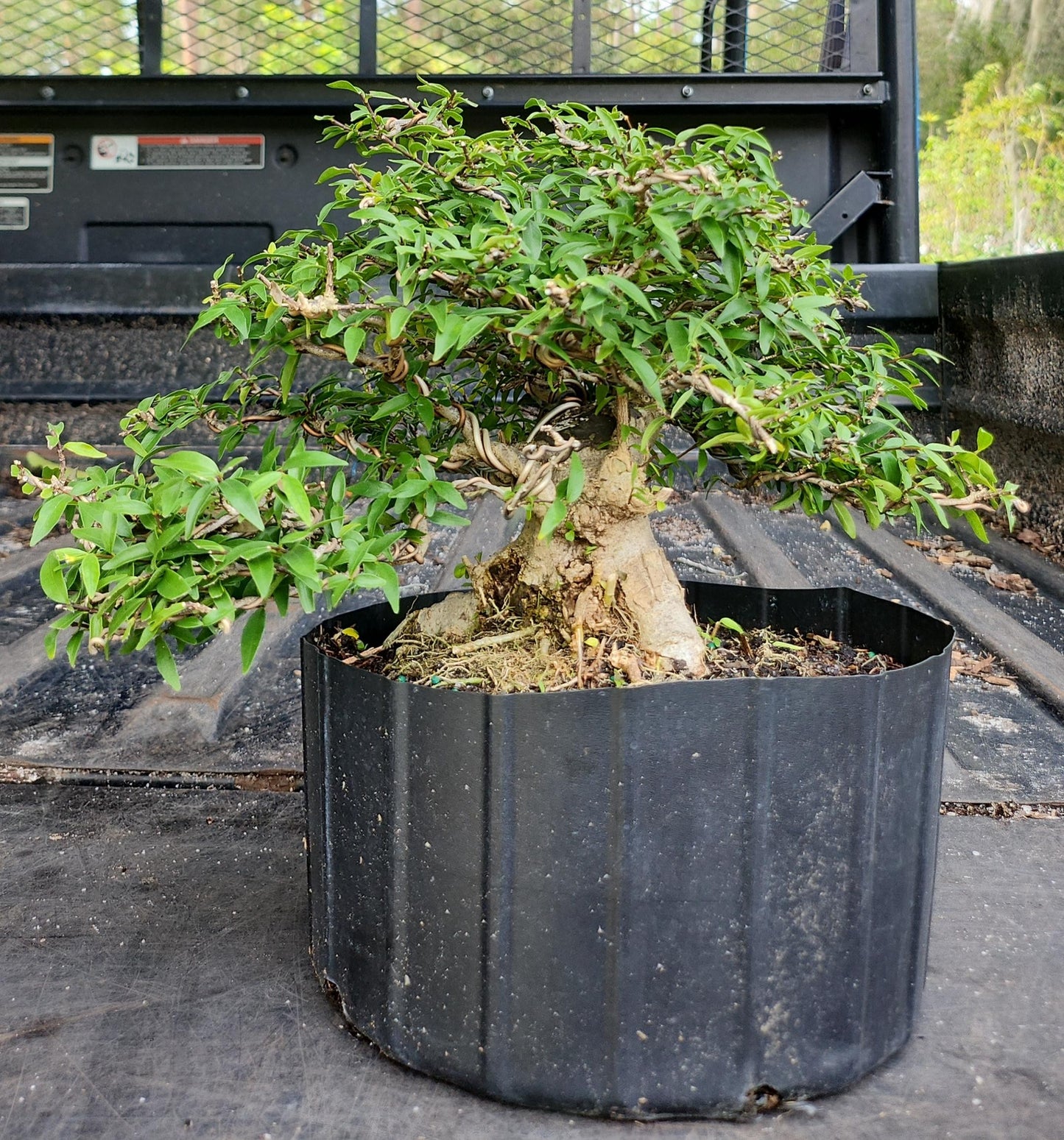 Mai Chiếu Thủy lá kim (bonsai)