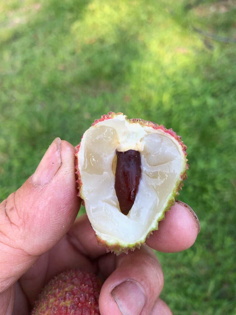 Cây Vải hạt lép (Sweetheart Lychee with small seed) - Cao 2.5 - 3 feet - $30 shipping